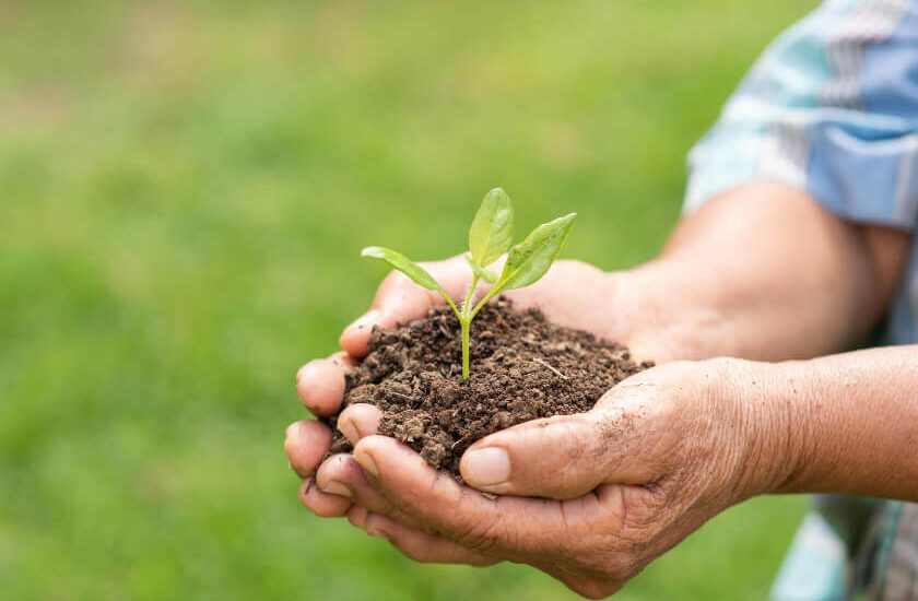 Biofertilizante